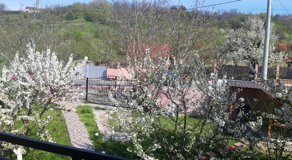 Casa Liana Hotel Oradea Luaran gambar